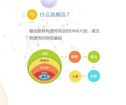 基因健康管理 泓信生物 牙髓干细胞 干细胞储存 美容抗衰老 口腔干细胞 乳牙干细胞 干细胞治疗