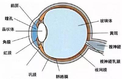 眼睛