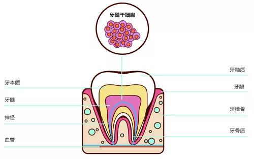 干细胞