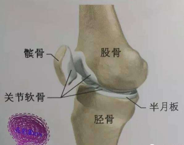 是位于组成膝关节的两块主要骨骼之间的由弹性软骨构成的c形缓冲结构