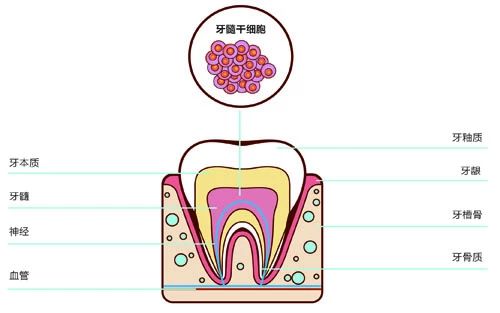 乳牙牙髓干细胞