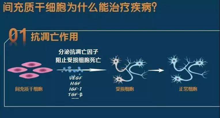 间充质干细胞