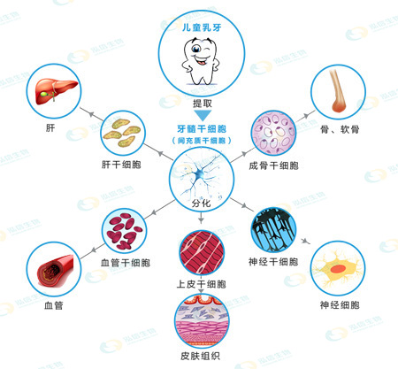 乳牙干细胞分化