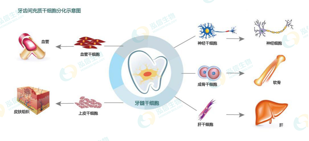 牙髓干细胞分化