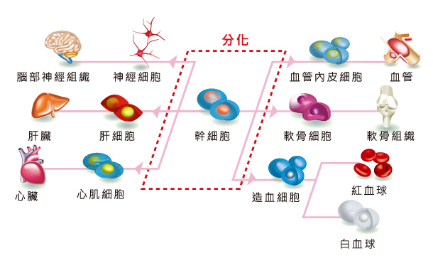 干细胞分化图
