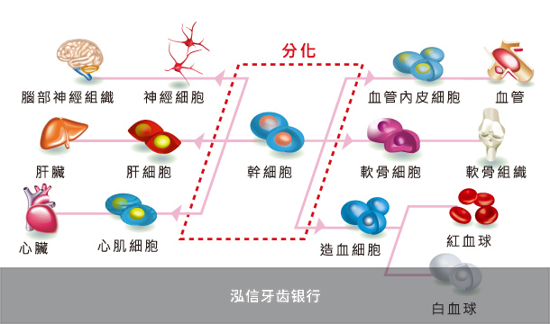 干细胞分化图