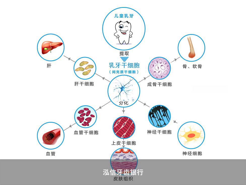 乳牙干细胞分化图