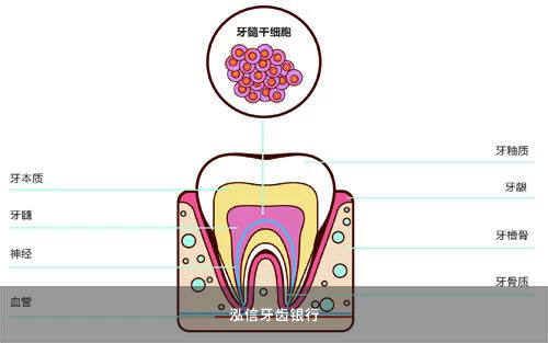 牙髓干细胞