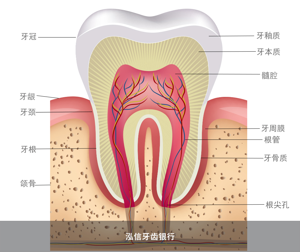 牙齿