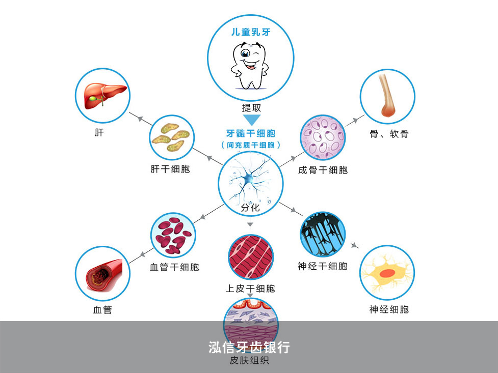 牙髓干细胞分化能力图