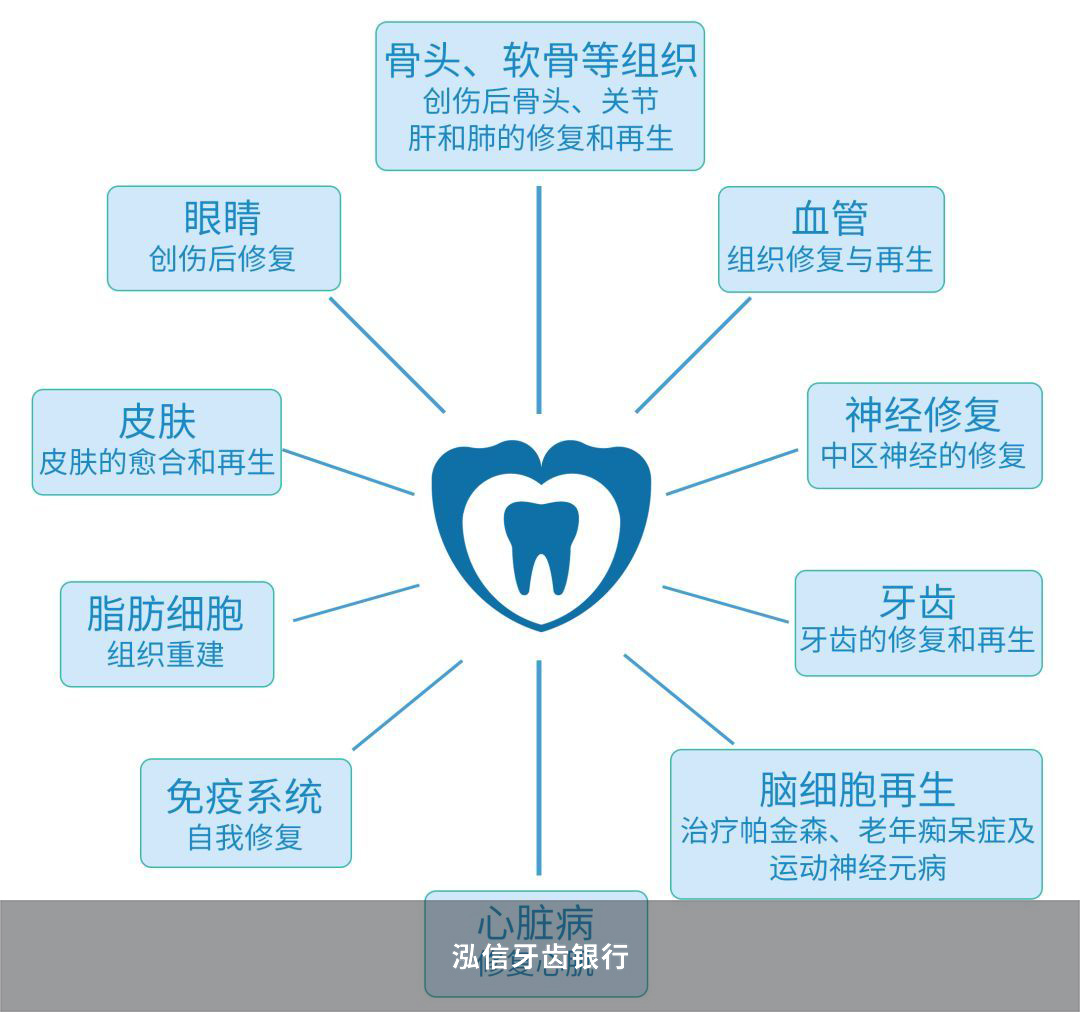 干细胞的作用