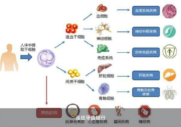 干细胞分化