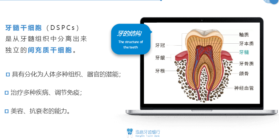 牙髓干细胞