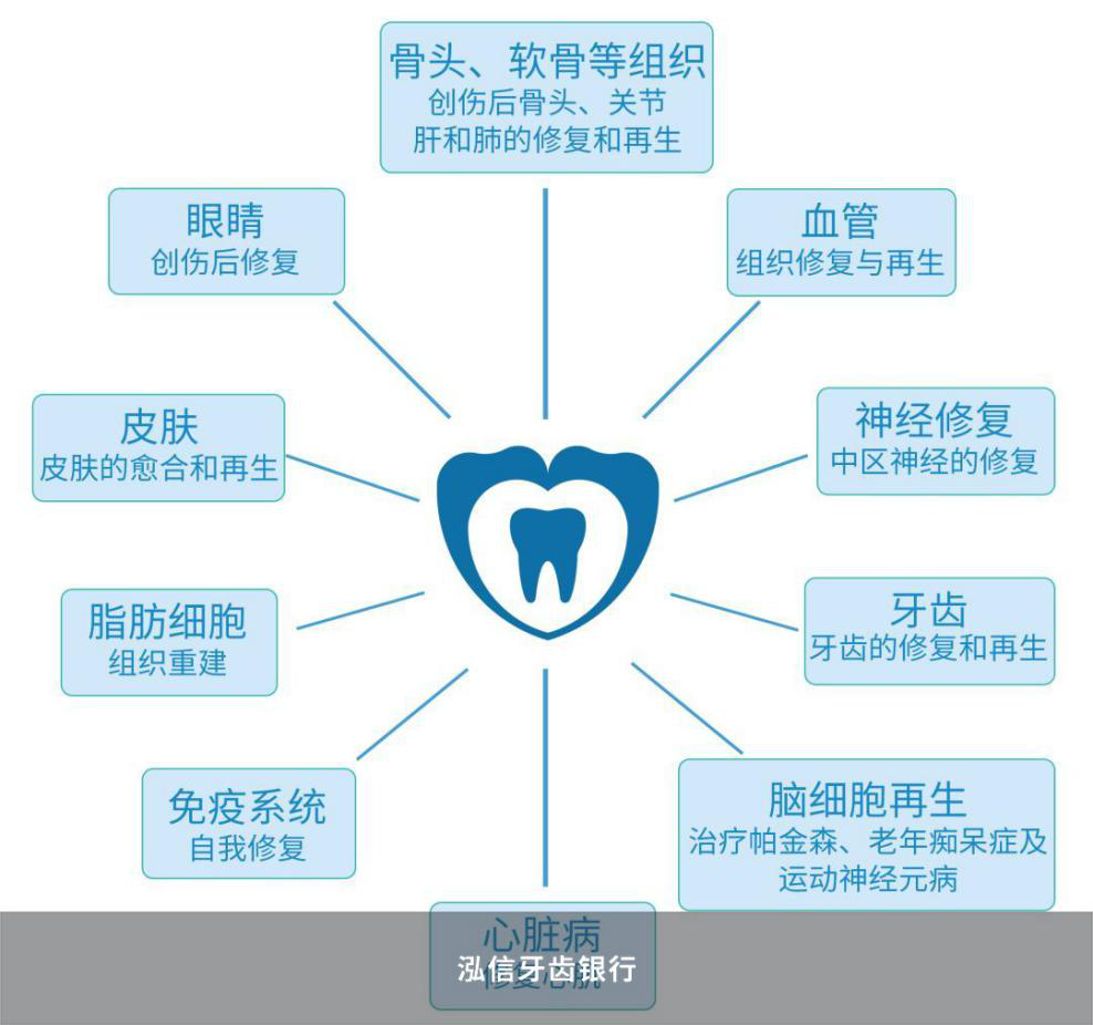 干细胞作用