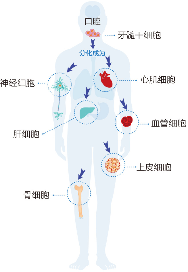 干细胞