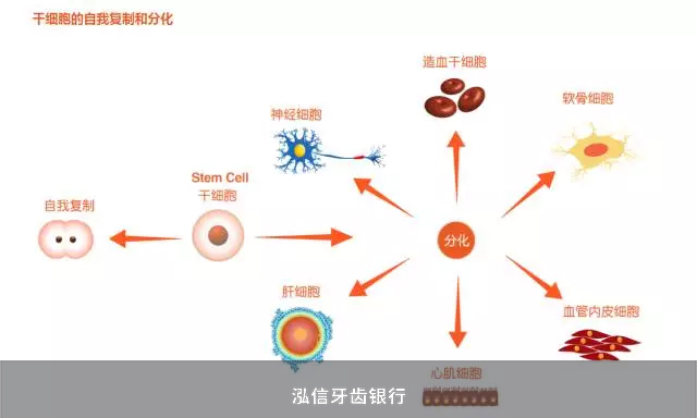 干细胞分化