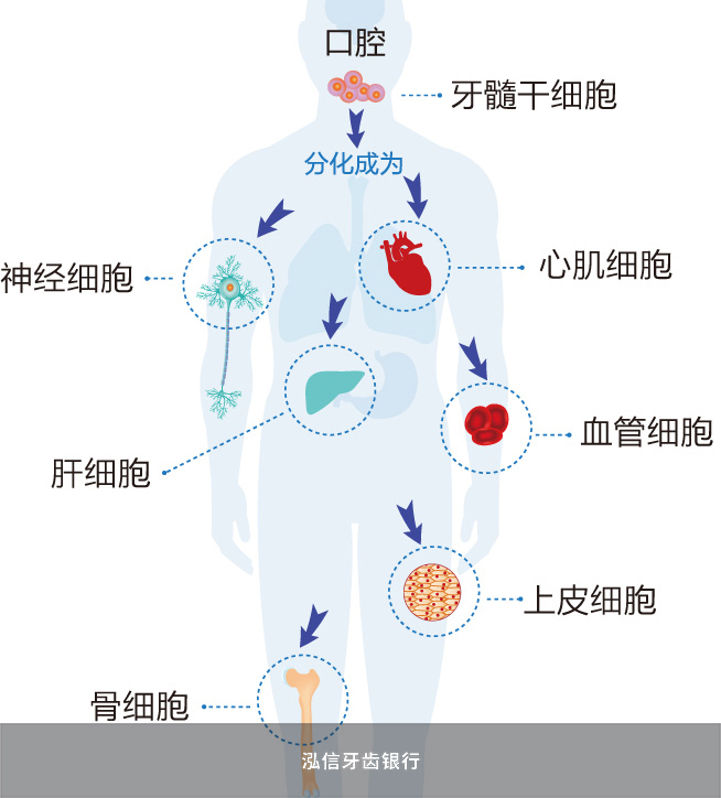 牙髓干细胞