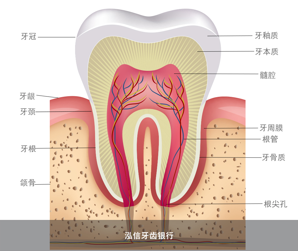 牙髓干细胞