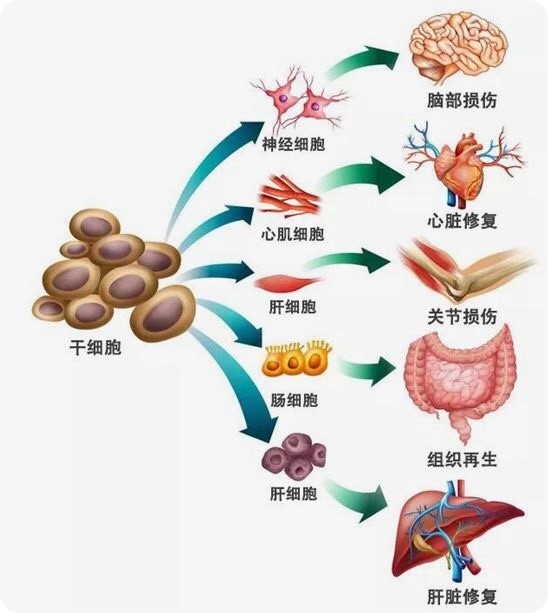 干细胞分化