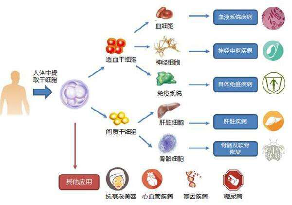 干细胞应用