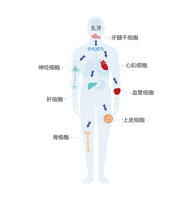 牙髓干细胞分化