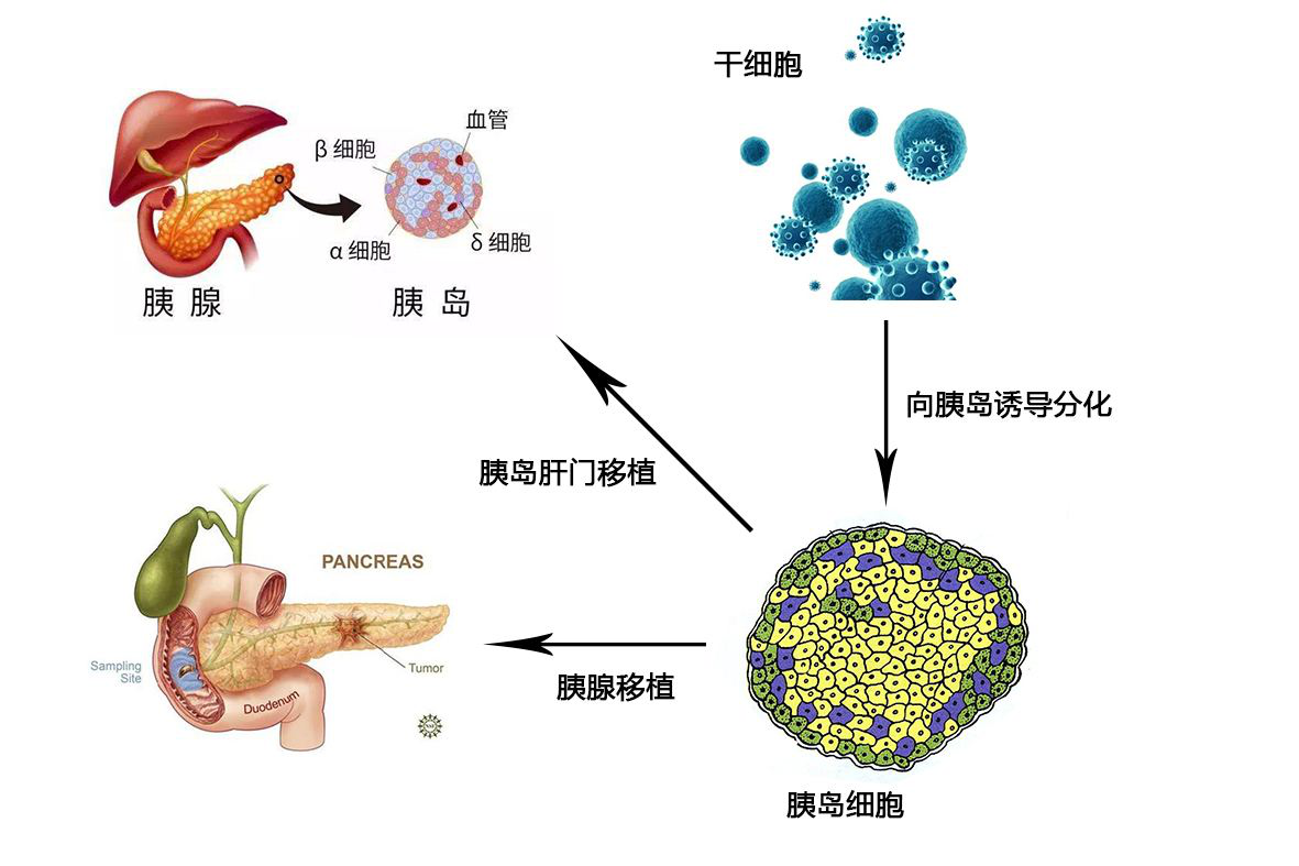 干细胞