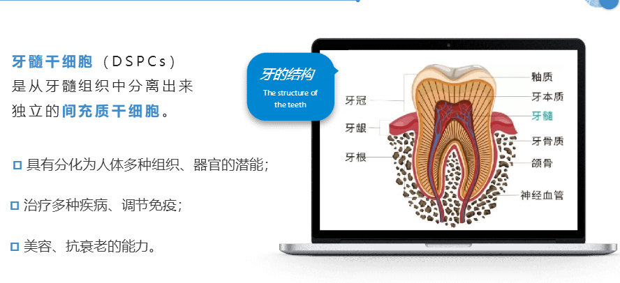 牙髓干细胞