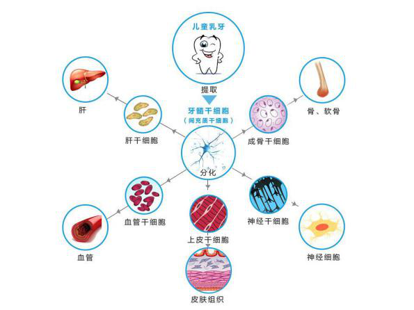 干细胞分化