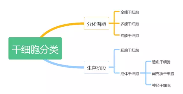 干细胞分类