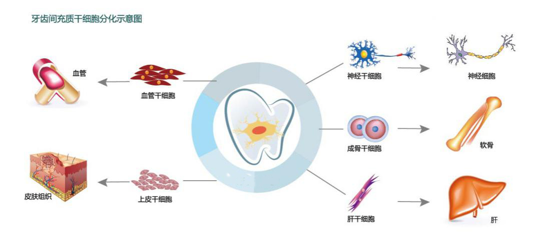 牙髓干细胞分化