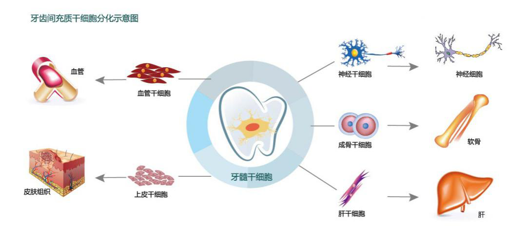 牙髓干细胞分化