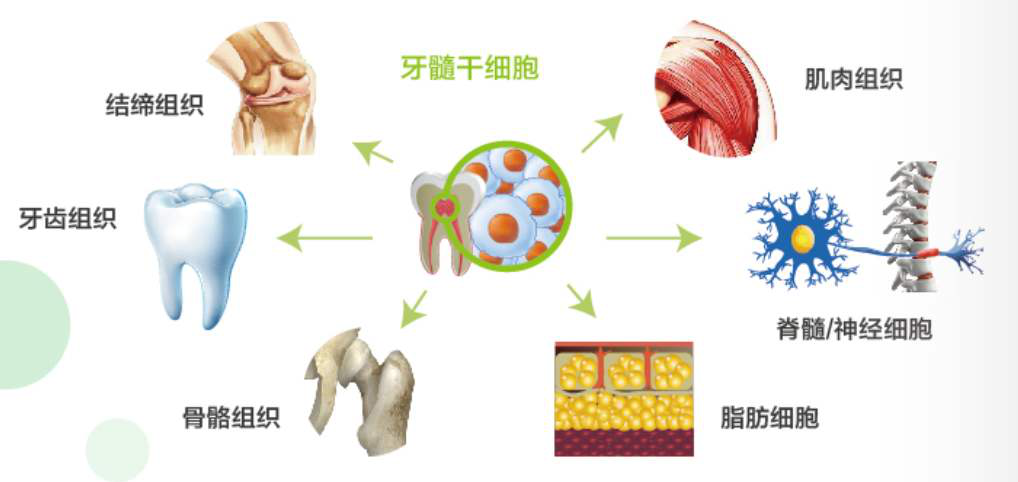 牙髓干细胞